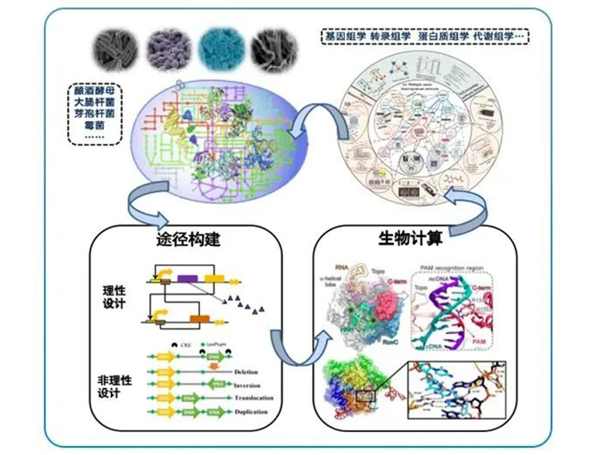 專訪 | 嘉必優(yōu)：立足合成生物學(xué)底層技術(shù) 揚帆生物經(jīng)濟“藍(lán)海”